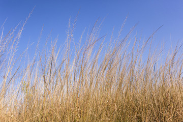 Grass Blue Landscape