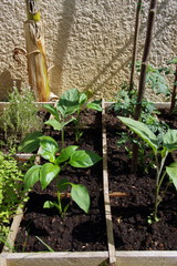 carré potager