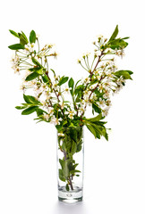 The branch of cherries in a glass