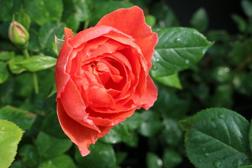 Blühende Rose
