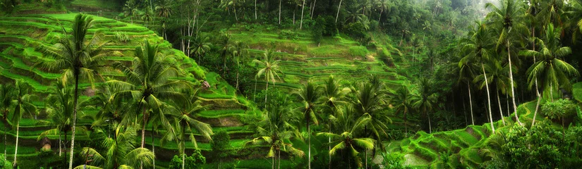 Poster Im Rahmen Reisfelder in der Nähe von Ubud auf Bali © martinbisof