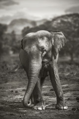 Elephant in Yala national park in Sri Lanka - 83375833