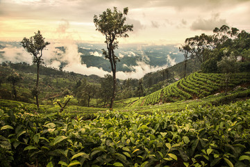 Tea plantation in Sri Lanka - 83375866