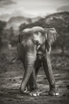 Elephant in Yala national park in Sri Lanka