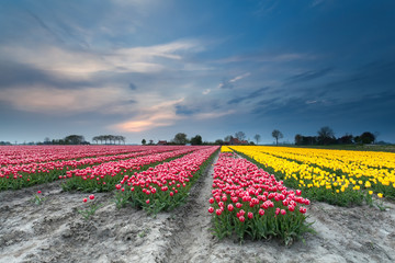 red and yellow tulips on field in dusk