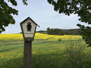 Rapsfeld im Frühling