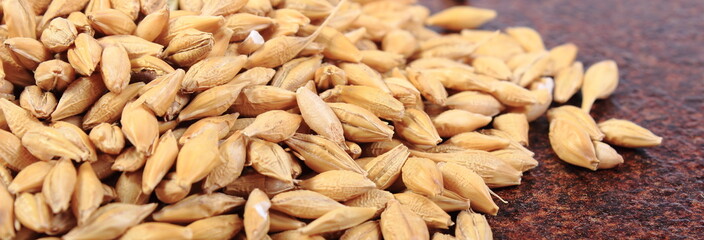 Heap of barley grain
