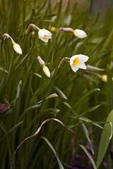 Fototapeta premium Daffodils bloom.