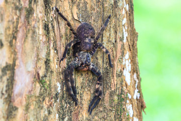 spider in forest