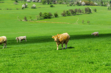 Fototapeta premium herd of cows grazing on a green meadow