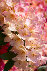 Rhododendron flowers