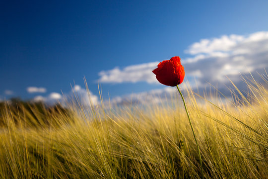 Fototapeta Makowy kwiat przeciw niebieskiemu niebu