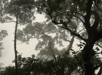 Amazon trees in fog - 83377801