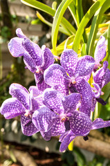 Beautiful orchid