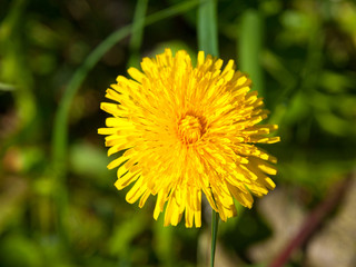 Blooming dandelion