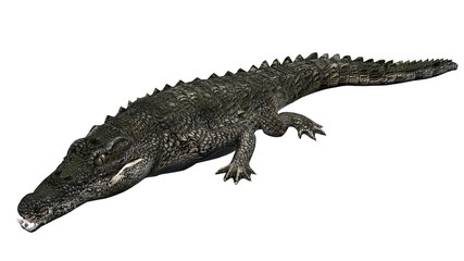 Crocodile - isolated on white background