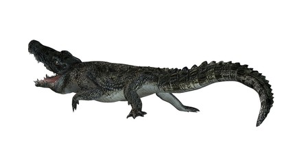 Crocodile - isolated on white background