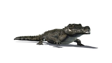 Crocodile - isolated on white background