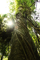 Amazon liana tree - 83377885