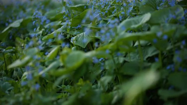 brunerra flowers in bloom close up footage, prores hq