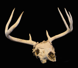Whitetail buck skull with antlers isolated on black.