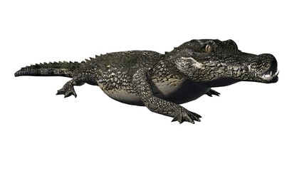 Crocodile - isolated on white background