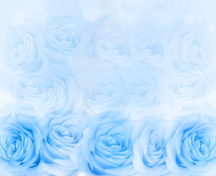 Fototapeta Blue rose background