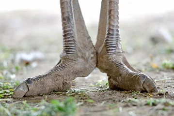 Fotobehang ostrich foot © Todor Rusinov