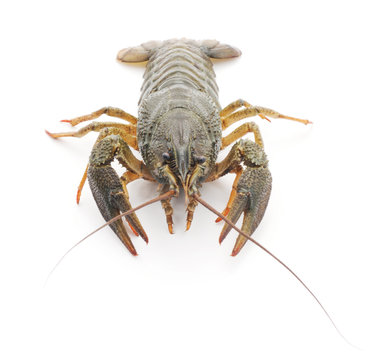 One crayfish.