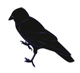 Black crow