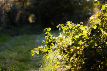 Pflanze im Sonnenschein