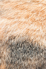 striped skin a cat in the background