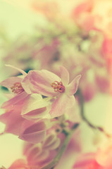 Coral Vine, Mexican Creeper, flower border, background, vintage