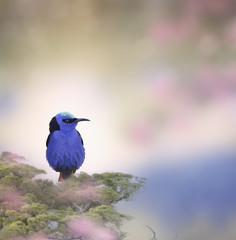 Honeycreeper Bird