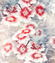 Carnation Flowers Background