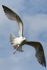 European Herring Gull, Larus argentatus