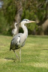 Grey Heron, Ardea cinerea