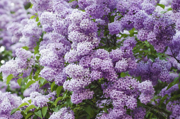 Spring lilac flowers