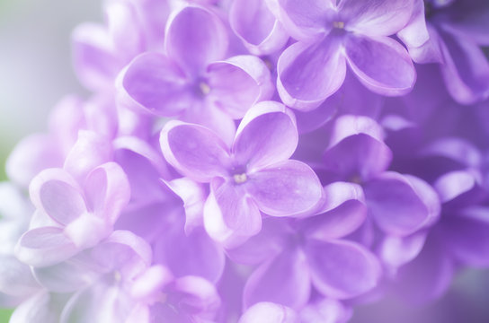 Fototapeta Abstract floral background