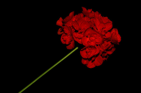 Fototapeta Geranium flower on a black background