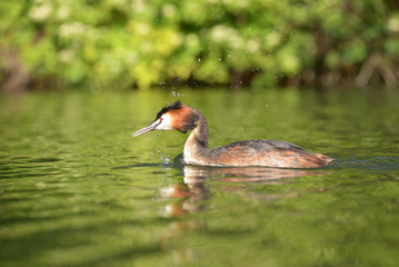 Great Crested Grebe, Podiceps cristatus