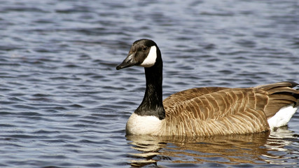 The Canada Goose swimming on calm blue waters
