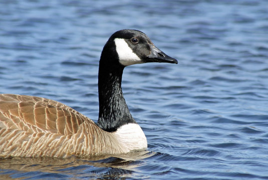 The Canada Goose swimming on calm blue waters
