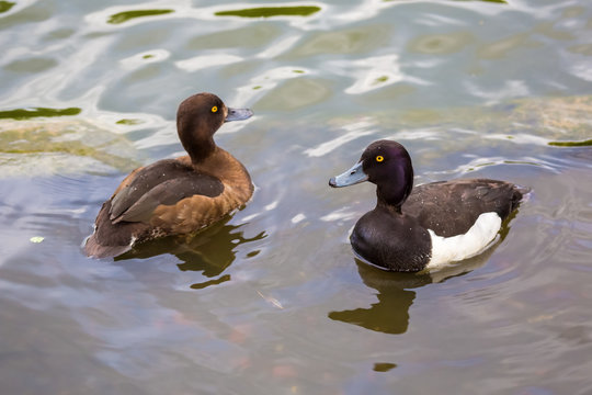 A pair of ducks tufted duck floating in a lake.