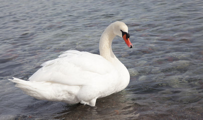 Naklejka premium Mute swan, Cygnus olor, single bird on water