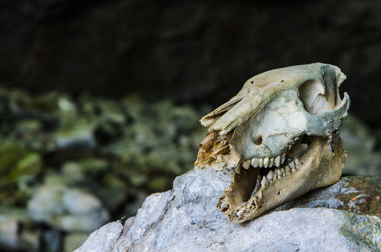 Wild Boar Skull