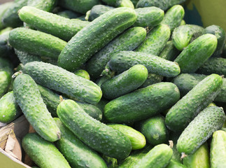 Pile of fresh green cucumbers