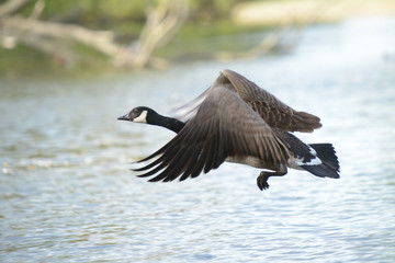 Canada Goose, Branta canadensis