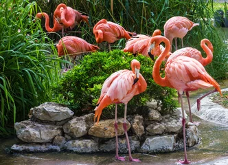 Vlies Fototapete Flamingo Flamingofamilie im Zoo von Lissabon, Portugal
