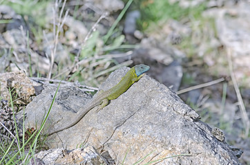 Iberian emerald lizard, over a rock